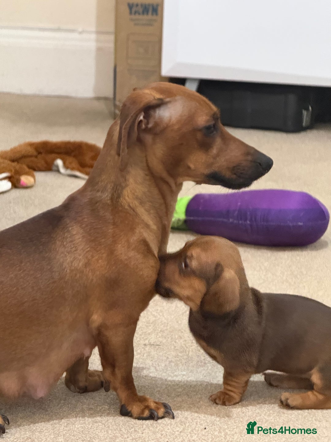 Miniature Dachshund dogs for sale: 5 miniature dachshund puppies  - Image 29