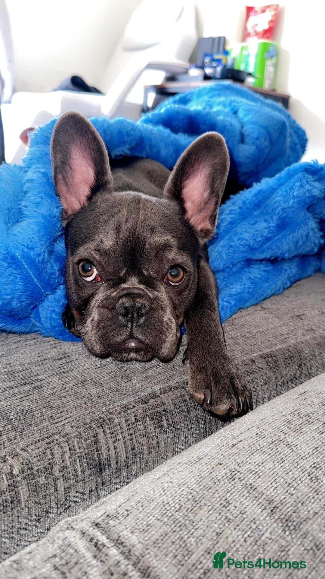 French Bulldog dogs for sale: Bonnie 1 year old Frenchie  - Advert 1