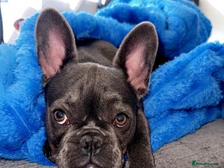 French Bulldog dogs Bonnie 1 year old Frenchie - Advert 2