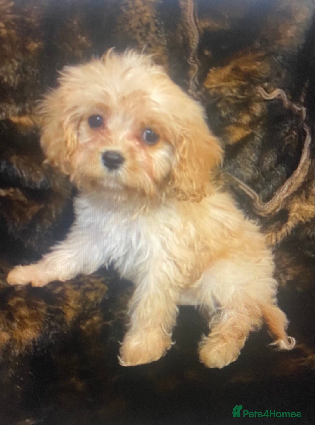 Cavapoo dogs for sale:  DNA clear parents/grandparents BVA heart/eyes - Advert 10