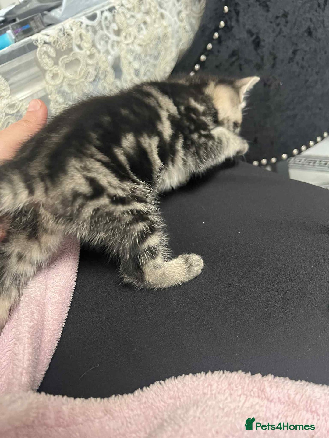 European cats for sale: Taby male kittens ready now - Advert 14