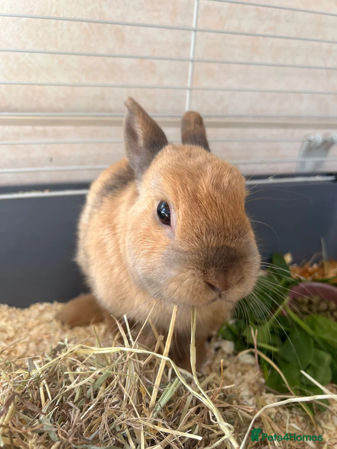 Mixed Breed rabbits for sale: Beautiful female rabbit  - Advert 5