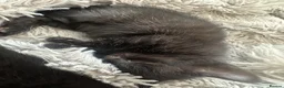 Mixed Breed cats for sale: Kittens for sale - Advert 10