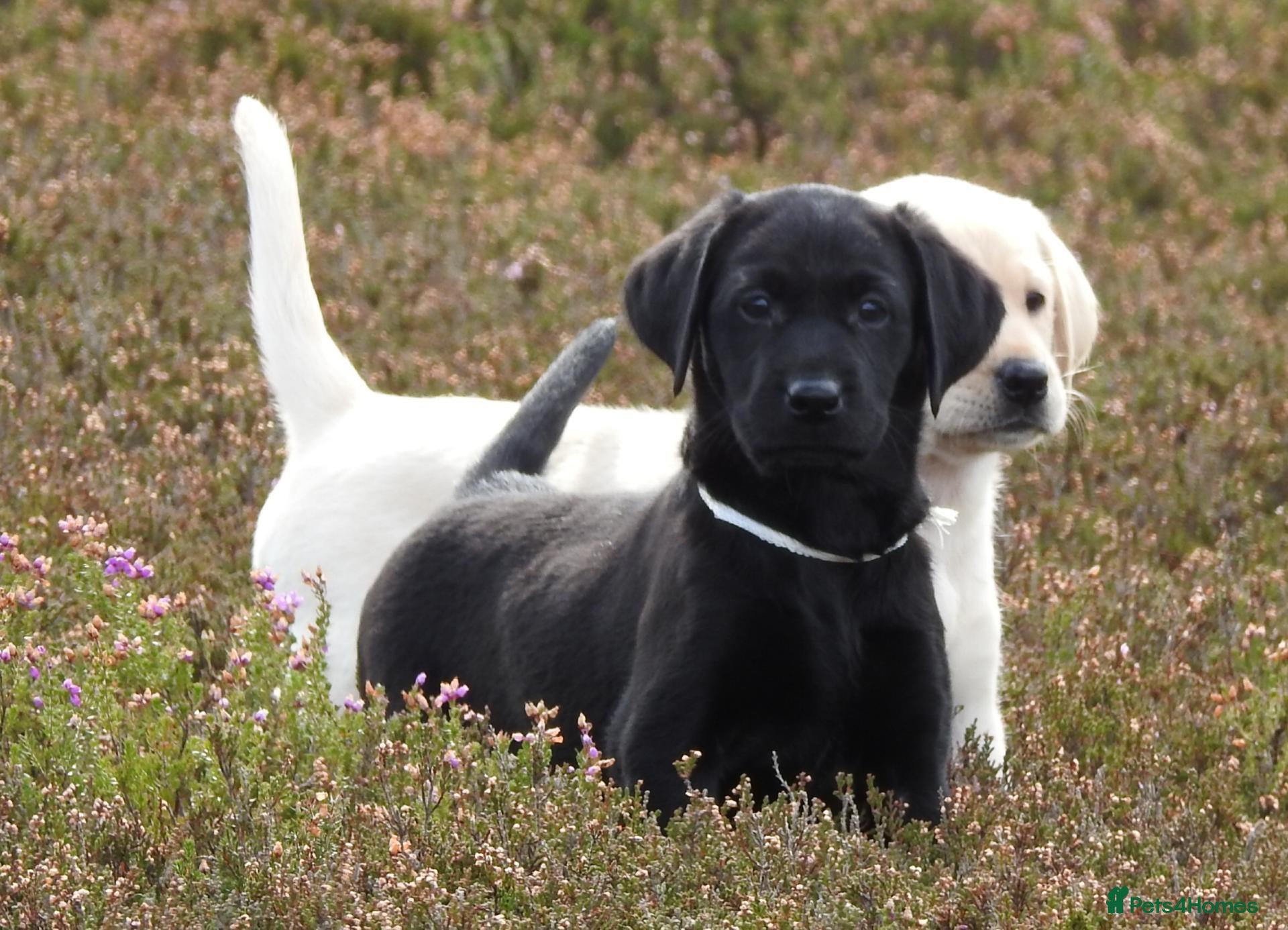 Labrador Retriever dogs  Retriever Ladrador puppies for sale - Advert 10