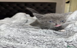 British Shorthair cats for sale: Our beautiful cute shorthair blue kittens - Image 8