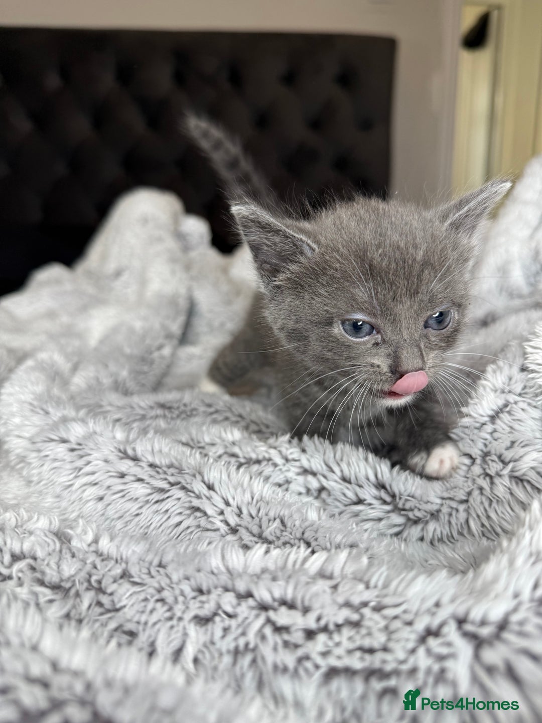 British Shorthair cats for sale: Our beautiful cute shorthair blue kittens - Image 8