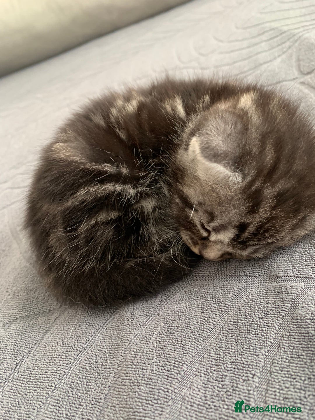 Domestic Shorthair cats for sale: 5 gorgeous kittens 🐈‍⬛  - Advert 15