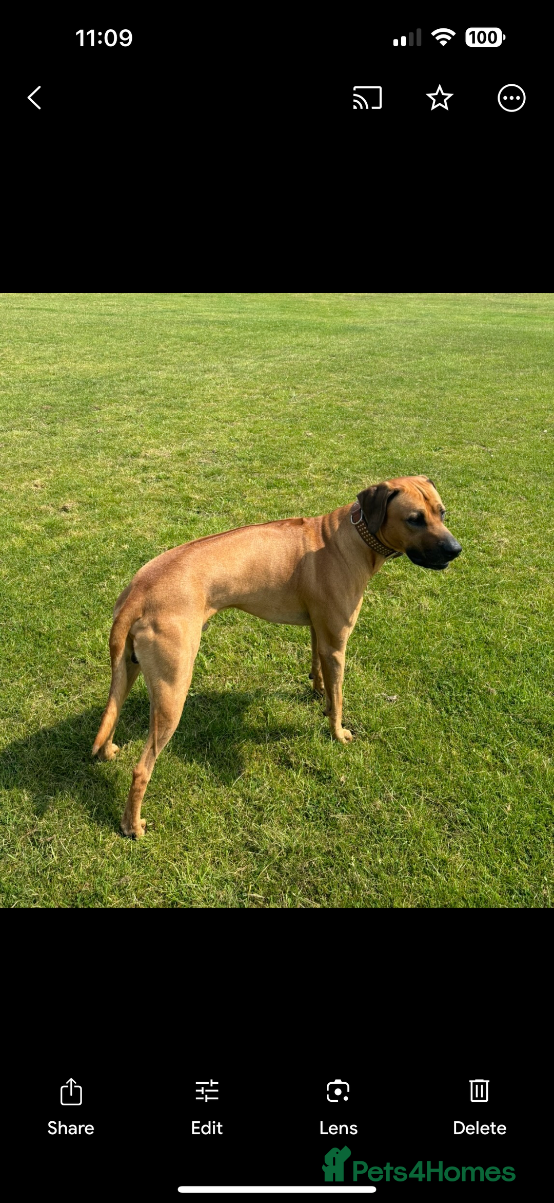 Rhodesian Ridgeback dogs for stud: Rhodesian Ridgeback - Advert 18