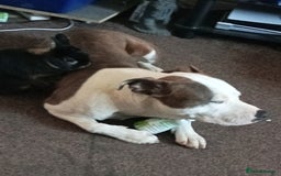 Staffordshire Bull Terrier dogs for sale: Staffordshire bull terrier - Image 4