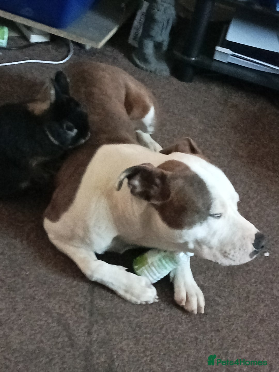 Staffordshire Bull Terrier dogs for sale: Staffordshire bull terrier - Image 4