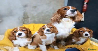 Cavalier King Charles Spaniel dogs Adorable Cavalier King Charles Spaniel Boys - Advert 8