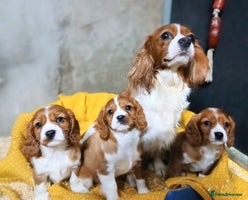 Cavalier King Charles Spaniel dogs Adorable Cavalier King Charles Spaniel Boys - Advert 8