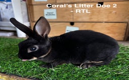 Rex rabbits for sale: Black and Tan Mini Rex  - Image 15
