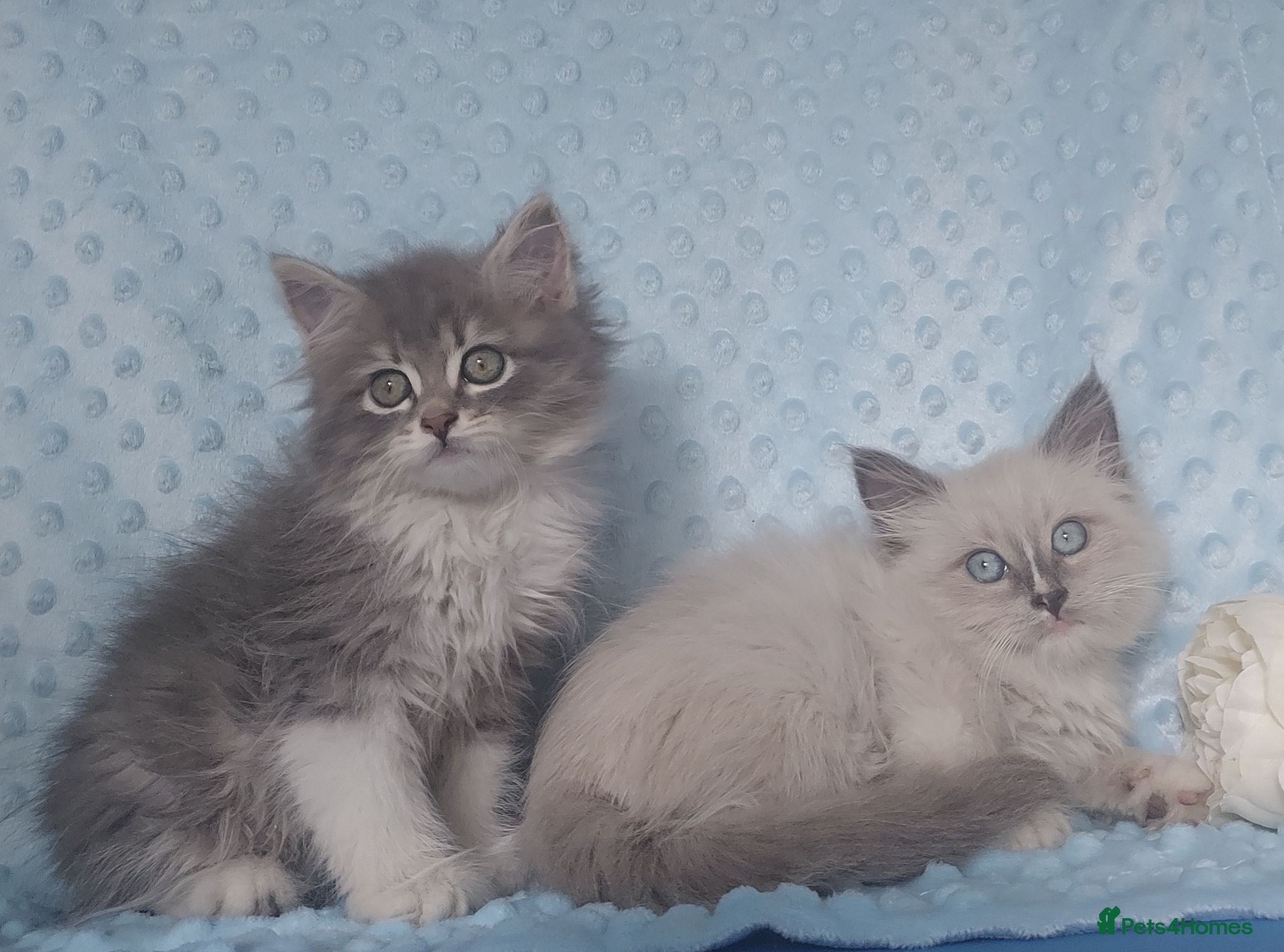 Siberian cats Pure Siberian kittens For Sale  - Advert 3