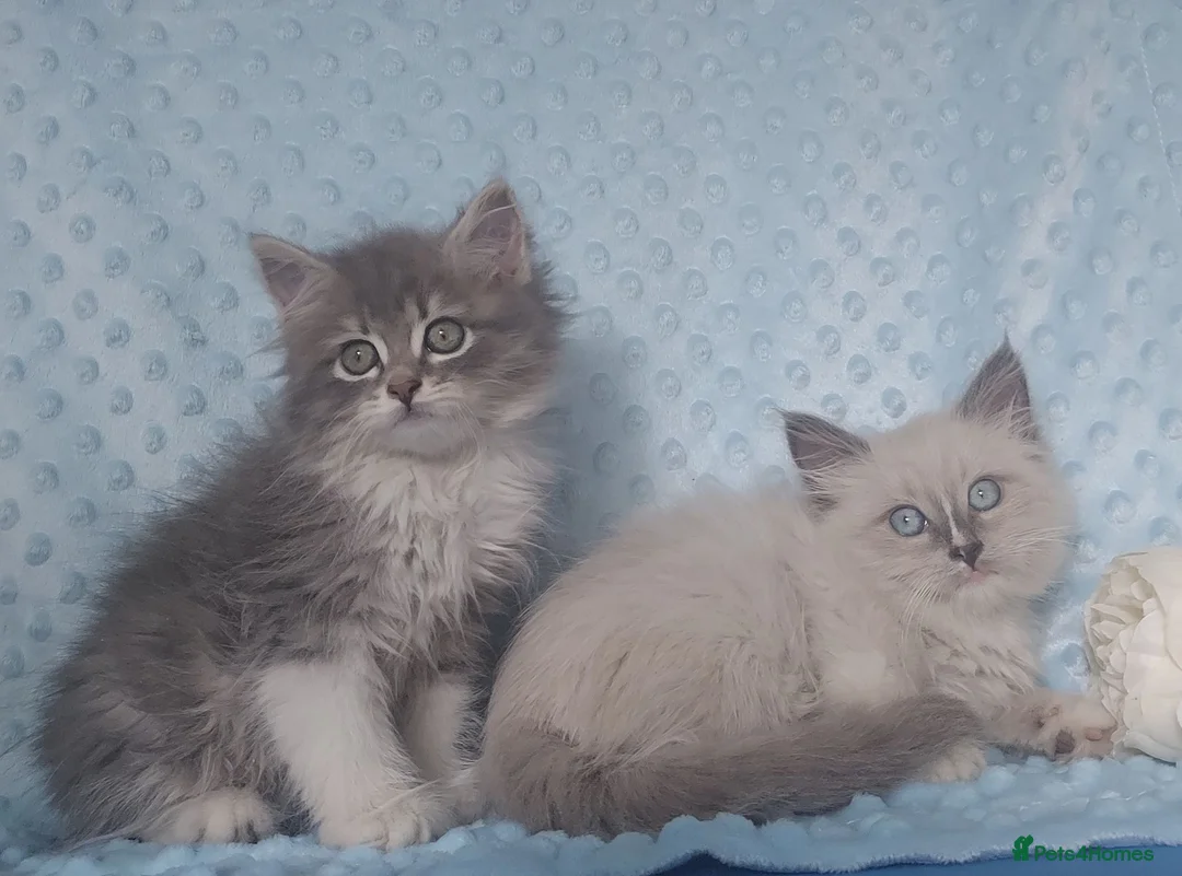 Siberian cats for sale: Pure Siberian kittens For Sale  - Advert 1