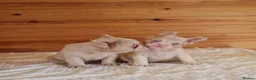 French Bulldog dogs for sale: Fluffy pink husky  **  in Stoke-on-Trent - Advert 21