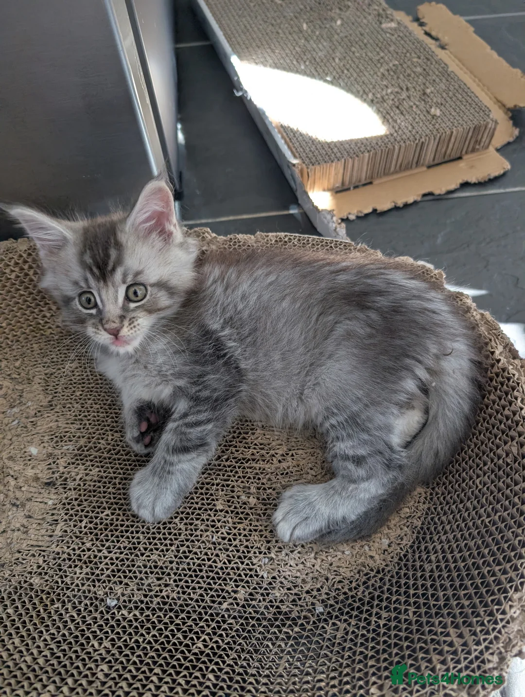 Maine Coon cats for sale: Maine coon kittens  - Advert 2