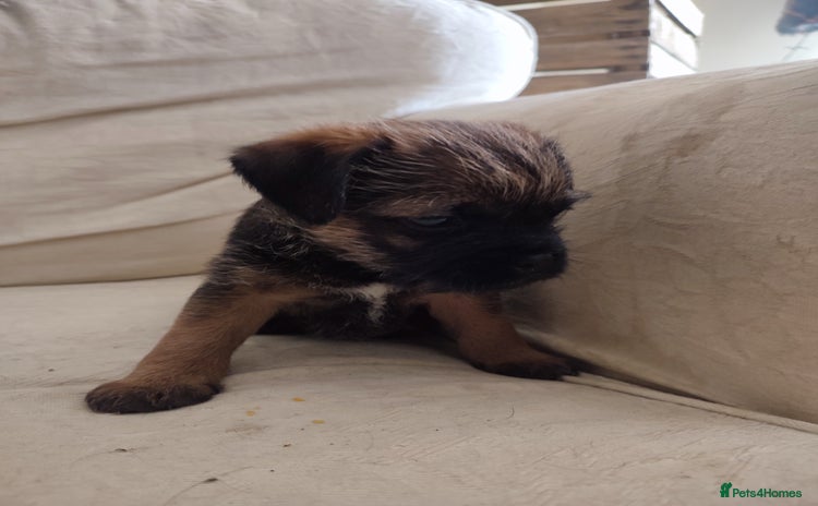Border Terrier dogs - Advert 5