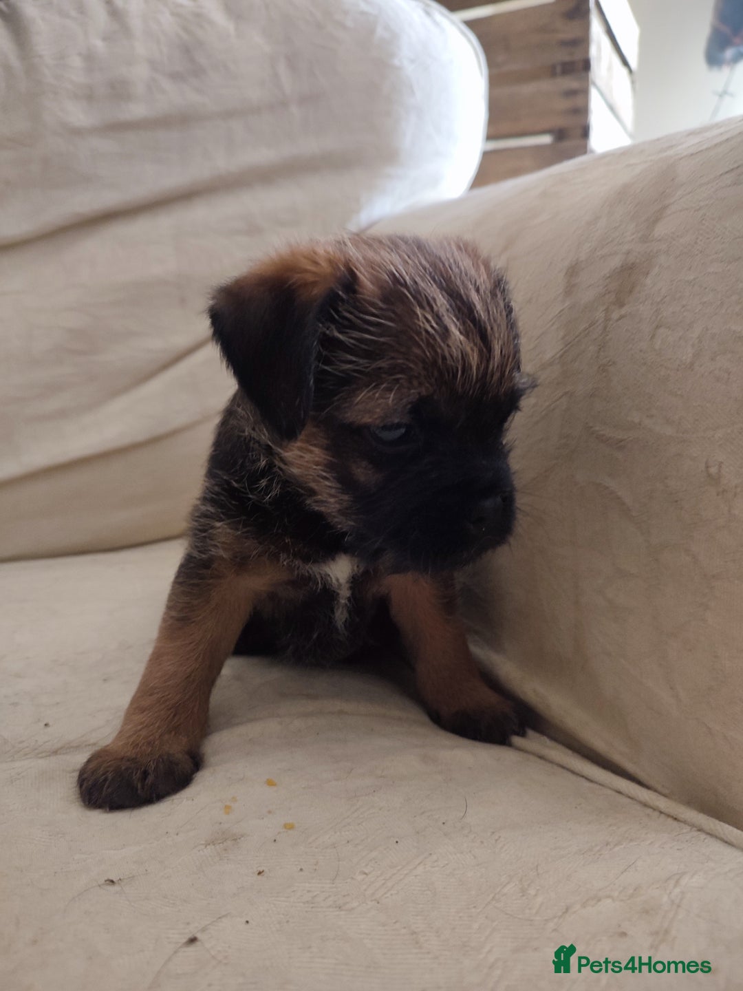 Border Terrier dogs for sale: Made in Devon  - Image 1