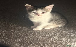 Mixed Breed cats for sale: Kittens  - Image 10