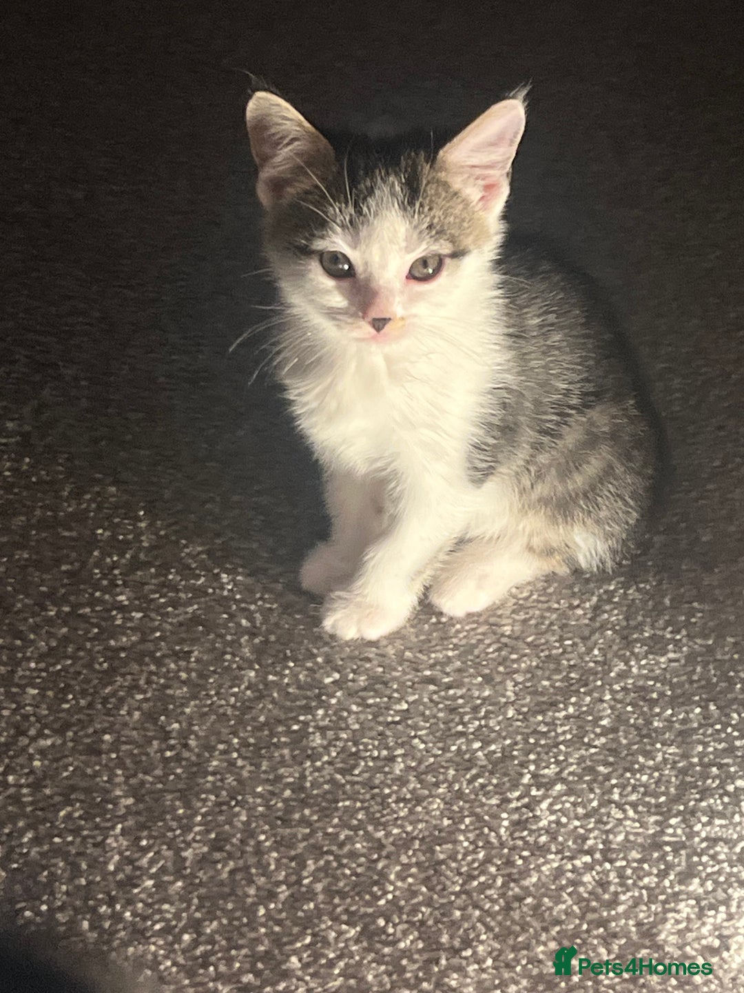 Mixed Breed cats for sale: Kittens  - Image 10