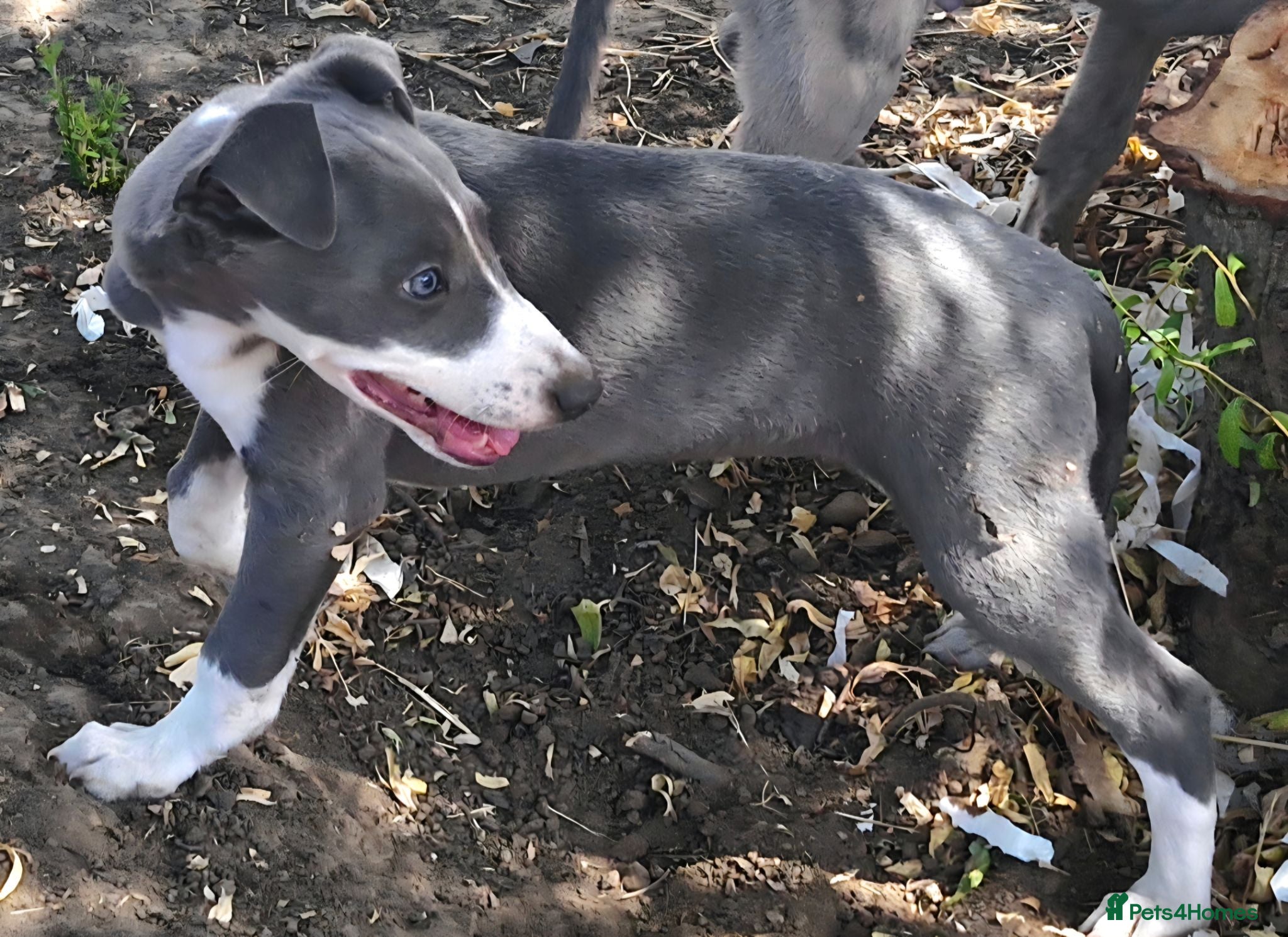 Whippet dogs KC Whippet Puppies.  - Advert 2