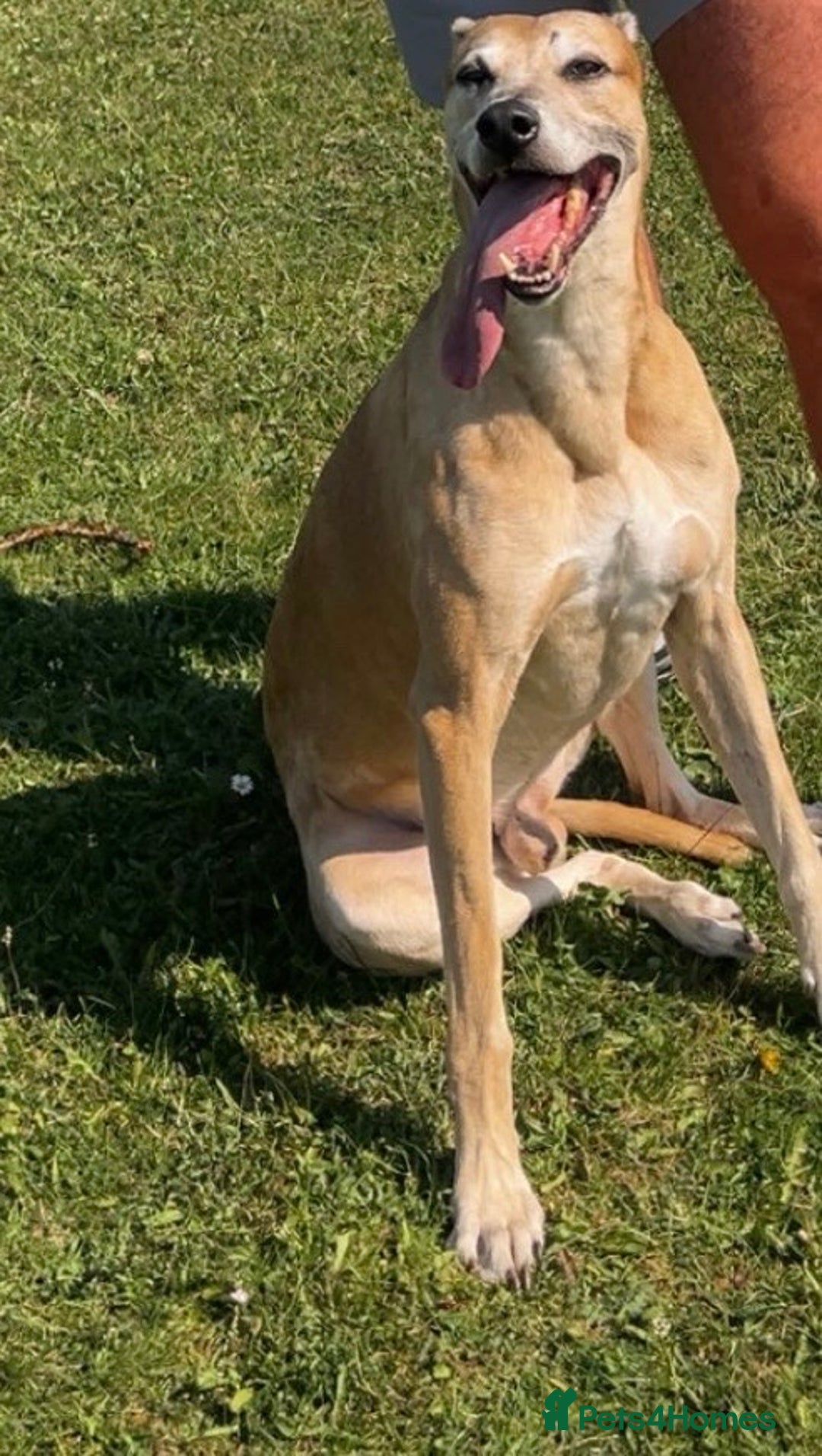 Mixed Breed dogs for sale: Dogs name bow   - Advert 4