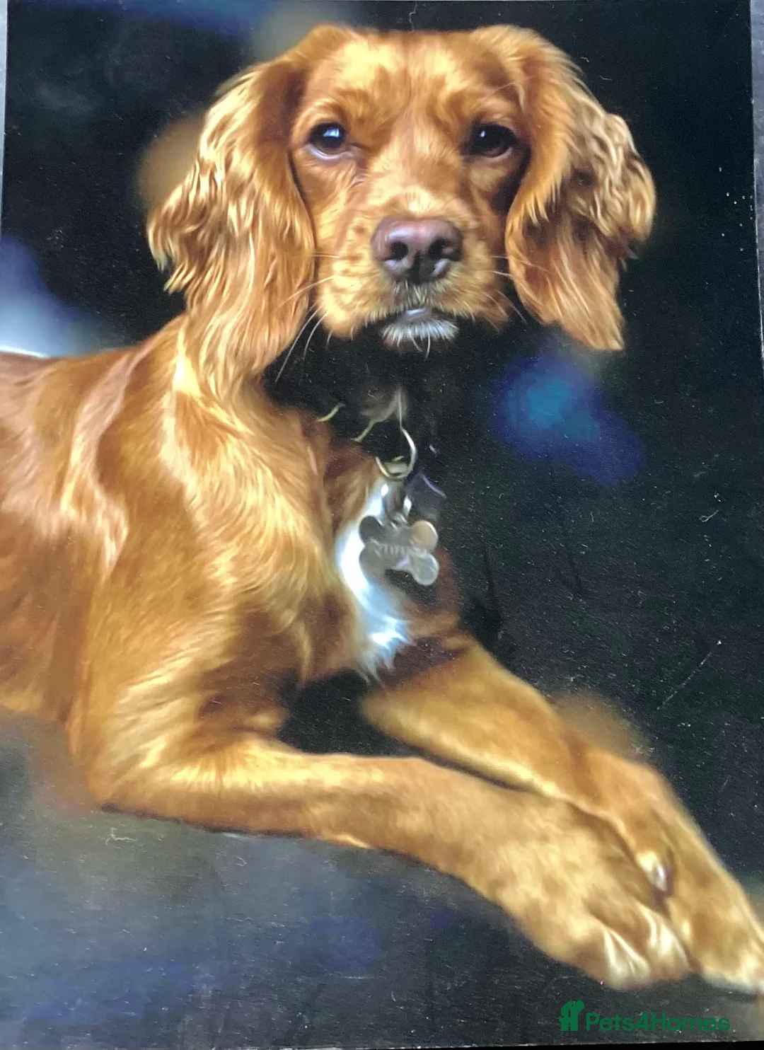 Gallery Image {{count}}