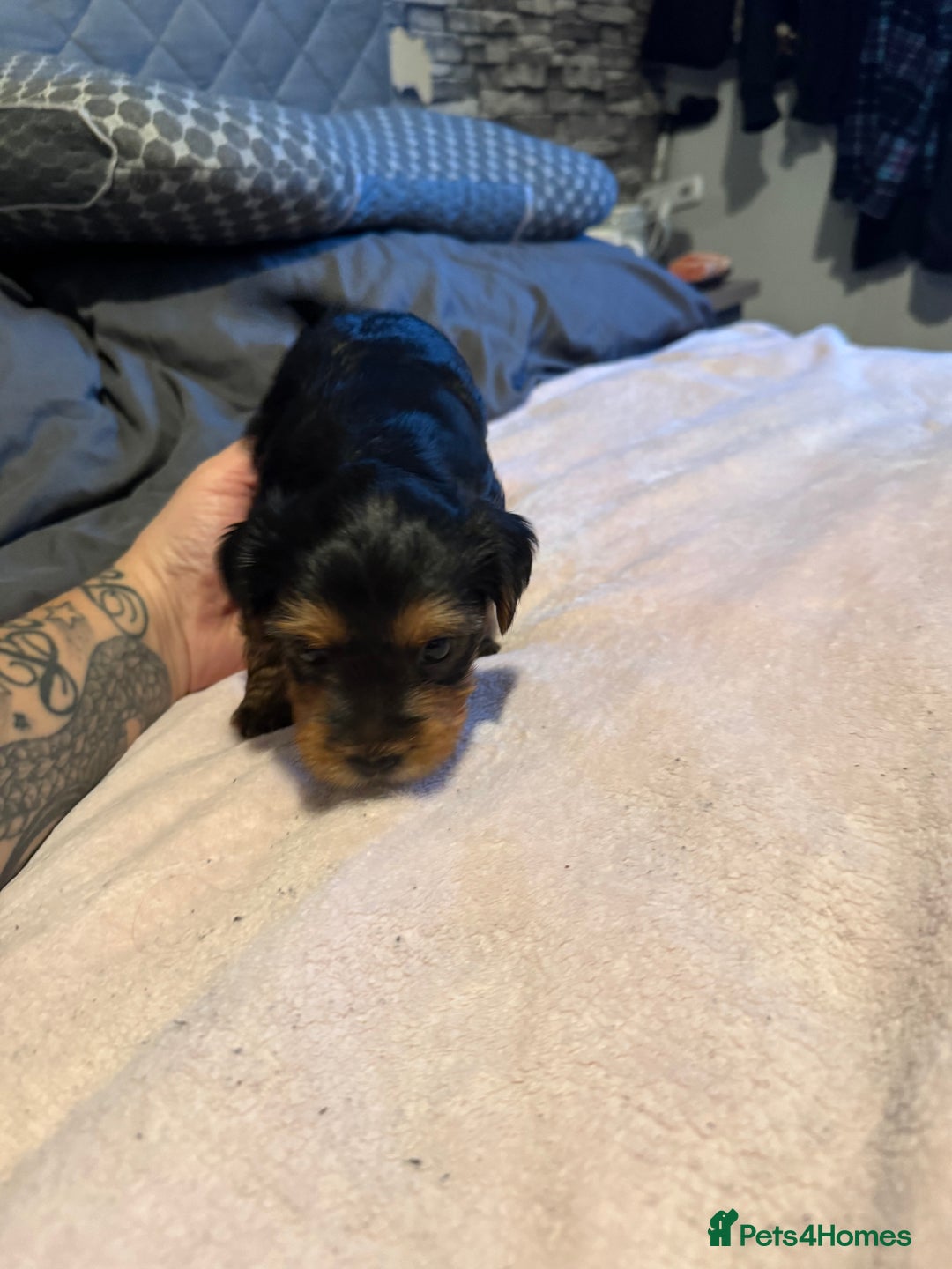 Yorkshire Terrier dogs for sale: Two gorgeous Yorkshire terrier puppies - Advert 6