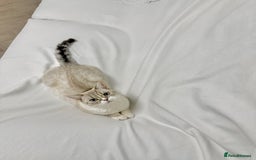 British Shorthair cats for sale: Beautiful white bsh w black strips - Image 2
