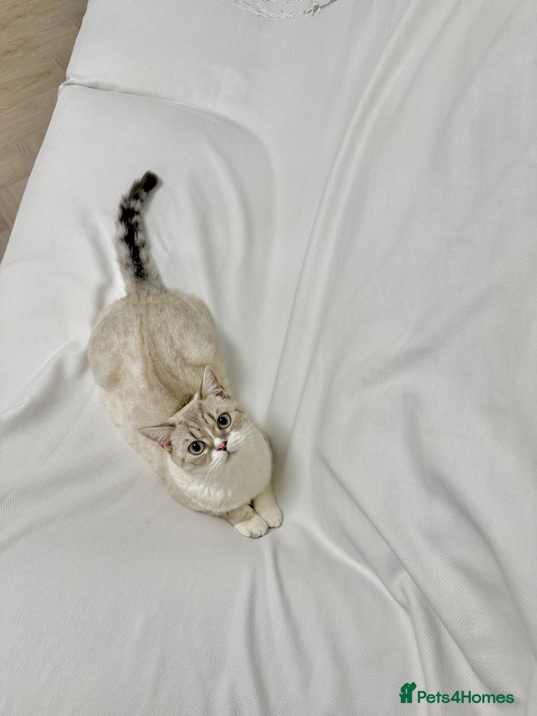 British Shorthair cats for sale: Beautiful white bsh w black strips - Image 2
