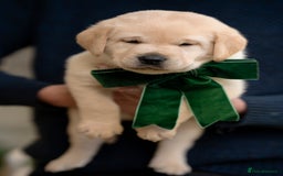 Labrador Retriever dogs for sale: Chunky KC Registered Labrador puppies - Image 24