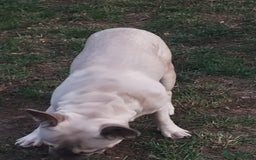 French Bulldog dogs for sale: French bulldog  - Image 5