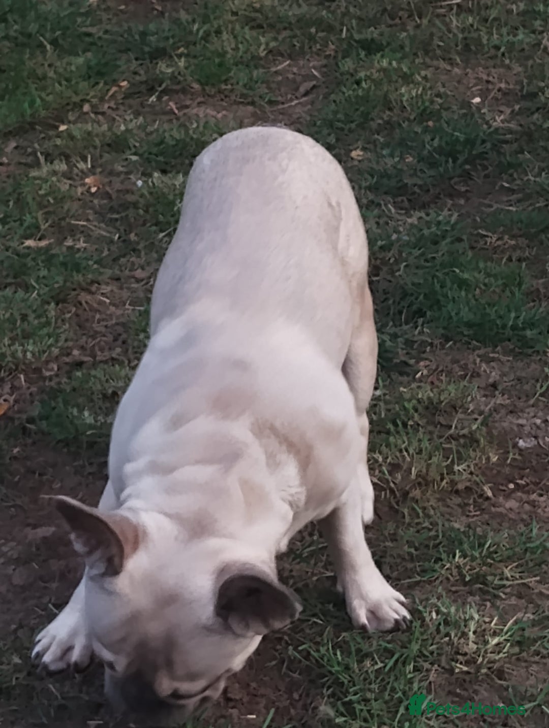 French Bulldog dogs for sale: French bulldog  - Image 5