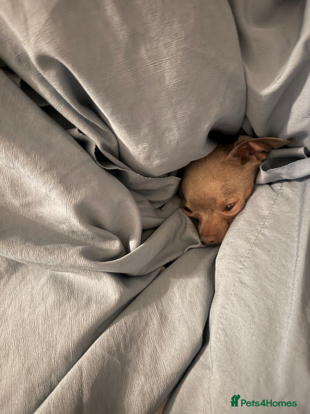 Chihuahua dogs for sale: Lilac  **  chihuahuas  - Advert 8