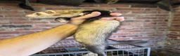 Ferret rodents for sale: Ferrets silver jills x2  - Advert 9