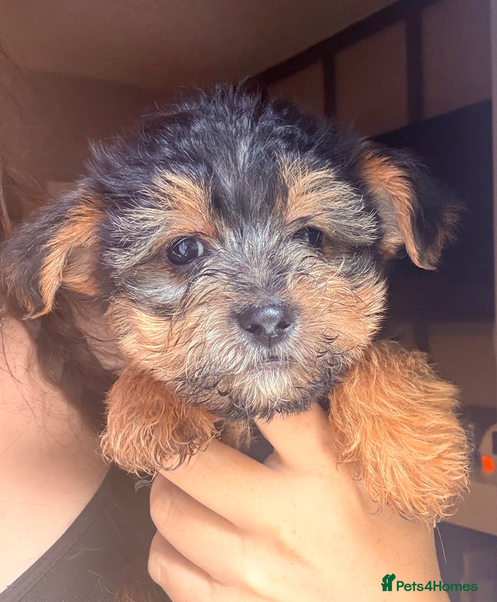 Yorkshire Terrier dogs READY NOW Yorkie pupS - Advert 7