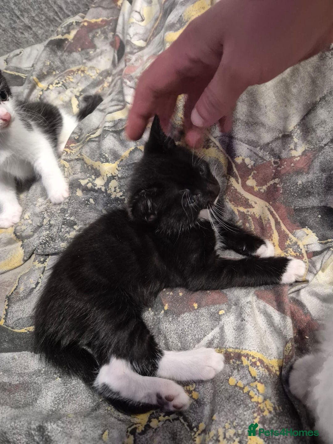 Mixed Breed cats for sale: Friendly kitten - Advert 16