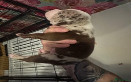 American Bully dogs for sale: American Bully Pups - Image 9