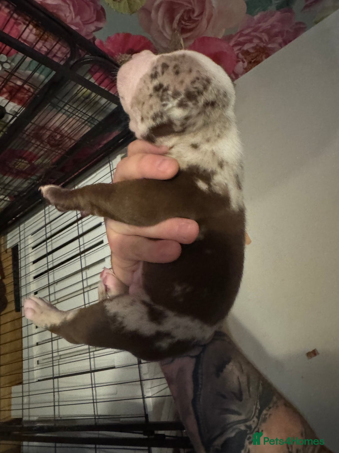 American Bully dogs for sale: American Bully Pups - Image 9