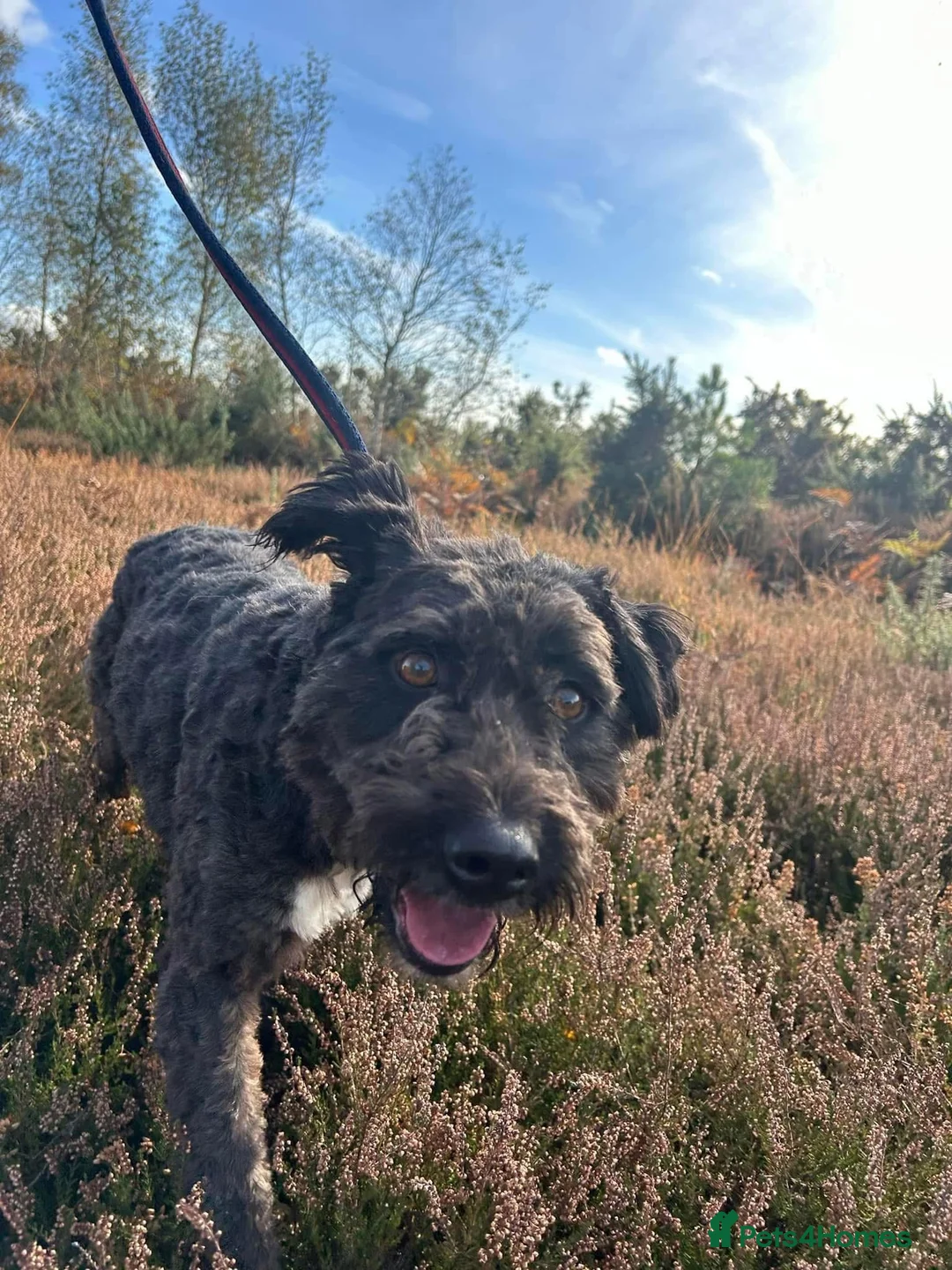 Mixed Breed dogs for adoption: Colby - Norwich Norfolk  in Norwich - Advert 13