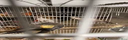 Cockatiels birds for sale: Cockatiel  Pair and cage for Sale in Ashford - Advert 5