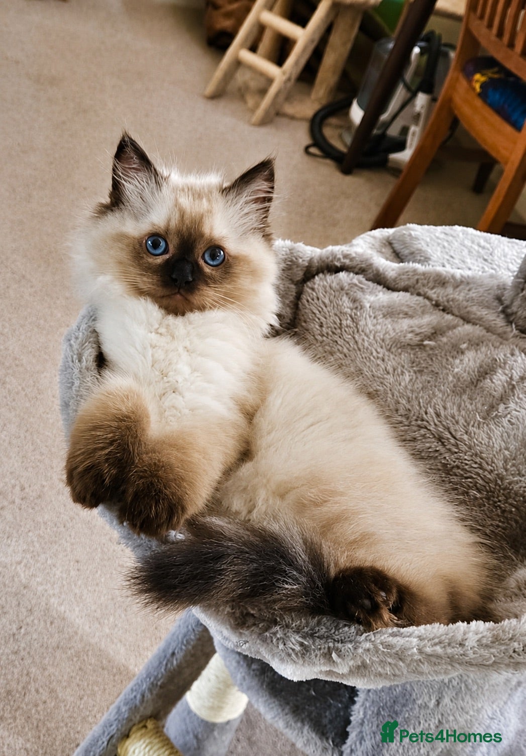 Ragdoll cats TICA registered Ragdoll Kittens - seal mitted - Advert 2