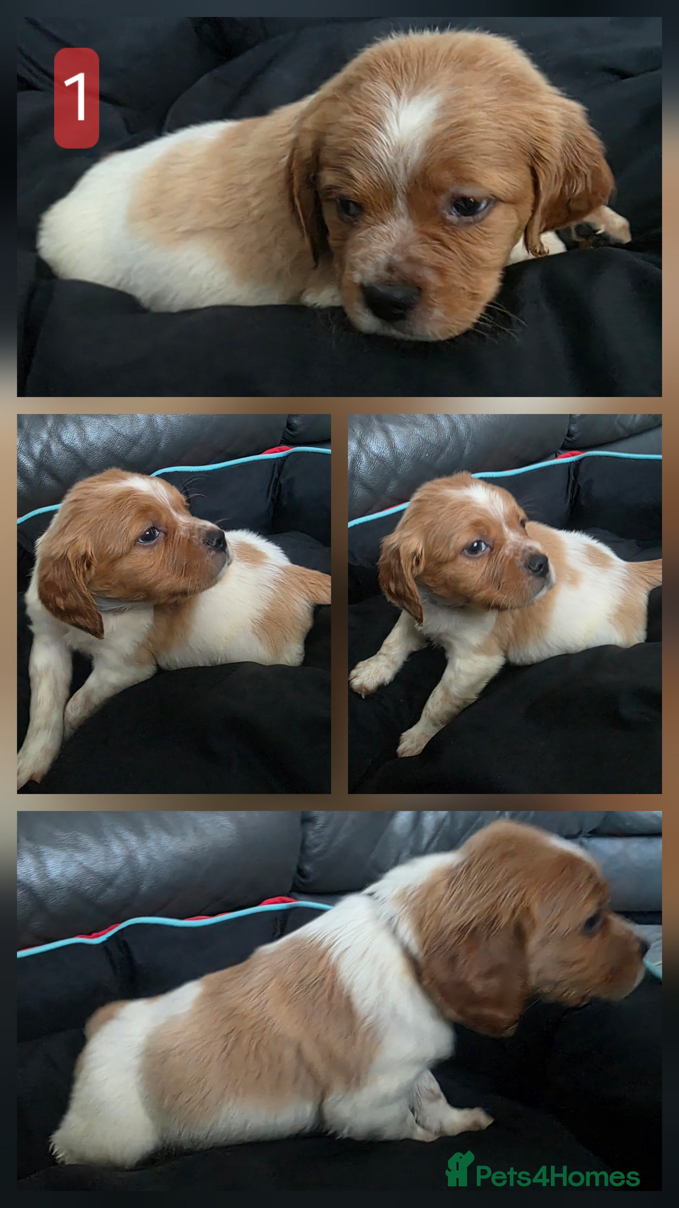 Brittany Spaniel dogs HAWKWISE LINES KC REGISTERED BRITTANYS - Advert 2