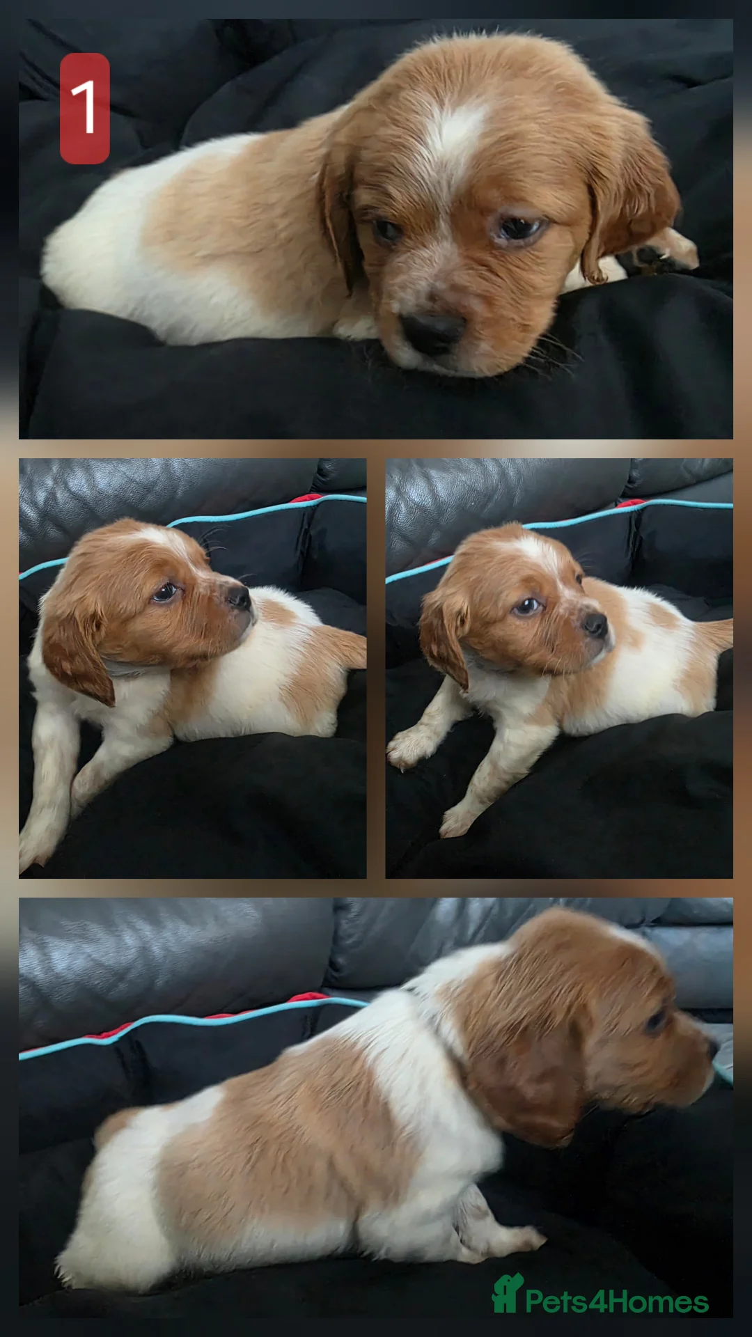 Brittany Spaniel dogs for sale: HAWKWISE LINES KC REGISTERED BRITTANYS - Advert 2