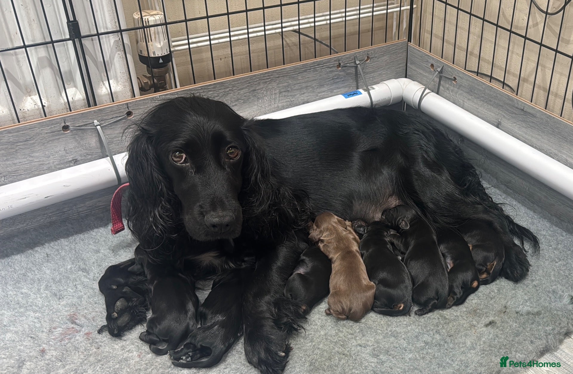 Cocker Spaniel dogs 🐾 Beautiful Working Cocker Spaniel Puppies 🐾 - Advert 5