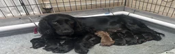 Cocker Spaniel dogs for sale: 🐾 Beautiful Working Cocker Spaniel Puppies 🐾 in Shrewsbury - Advert 1