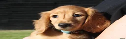 Miniature Dachshund dogs for sale: READYNOW KC cream L/H Health tested Mini Dachshund - Advert 9