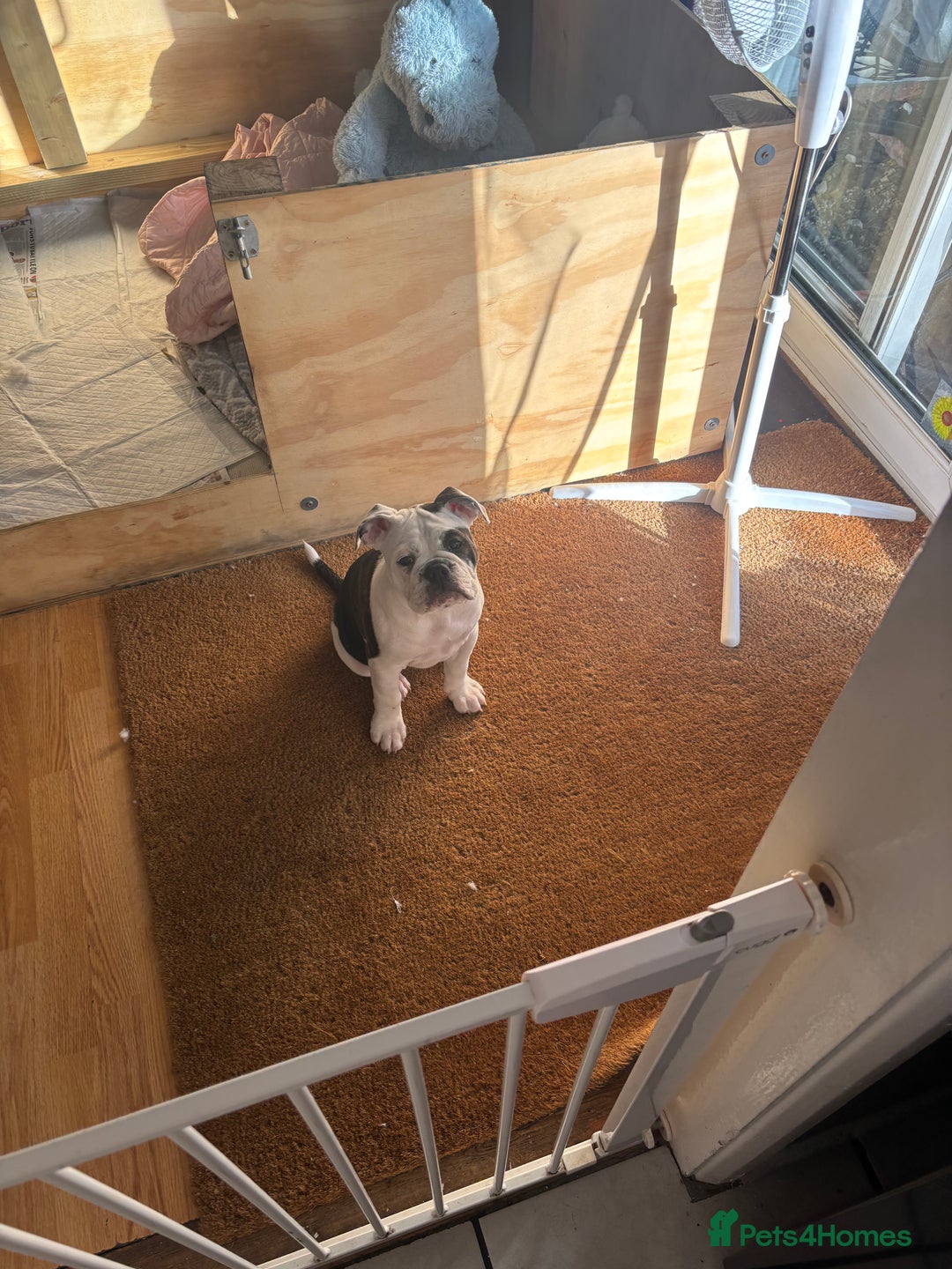 Olde English Bulldogge dogs for sale: LAST BABY GIRL both jabs microchipped pricedrop - Image 5
