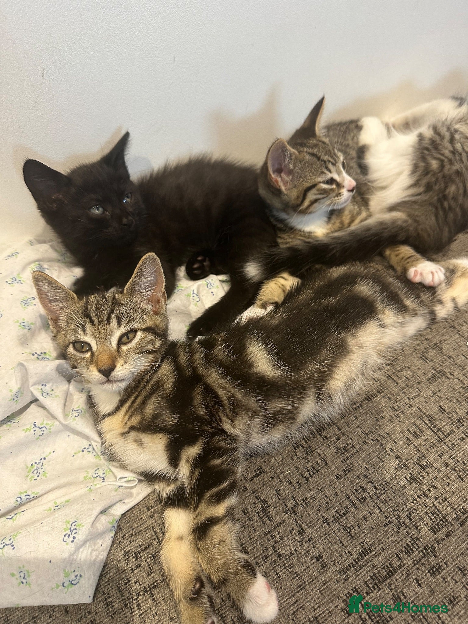 Mixed Breed cats 4 Male Kittens Ready For New Homes - Advert 1